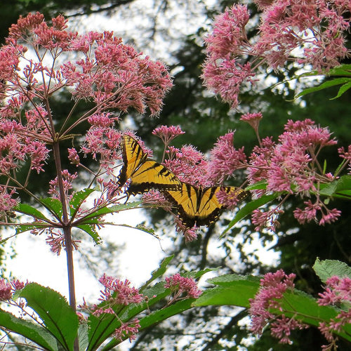 Joe-pye weed with Swallowtail butterflies