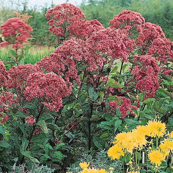 Joe-pye weed Joe-pye weed