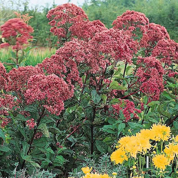 Joe-pye weed