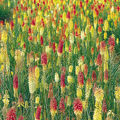 Field of Flamenco red hot pokers Kniphofia uvaria Flamenco
