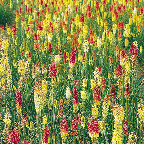 Kniphofia uvaria Flamenco