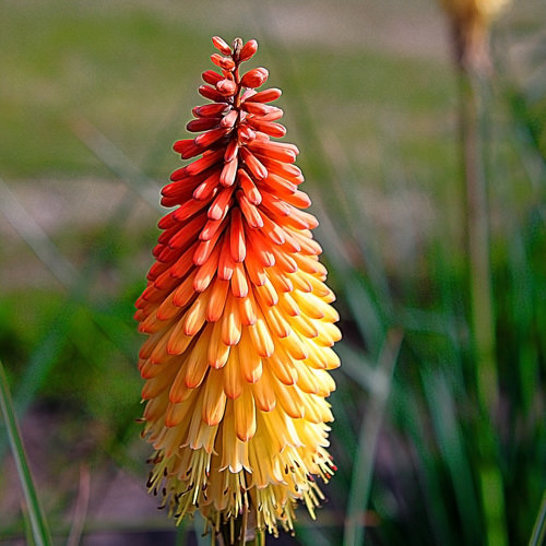 Flamenco red hot poker flowers Kniphofia uvaria Flamenco