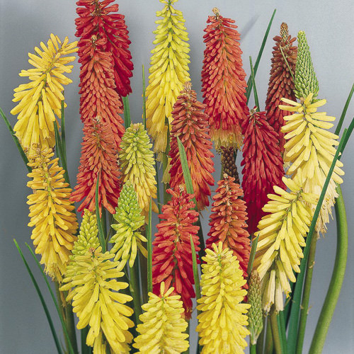 Flamenco Red Hot Poker seeds