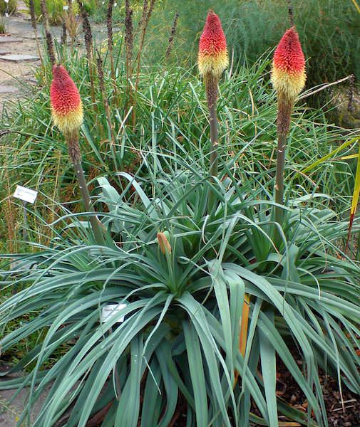 Torch lily red hot poker seeds - Kniphofia caulescens
