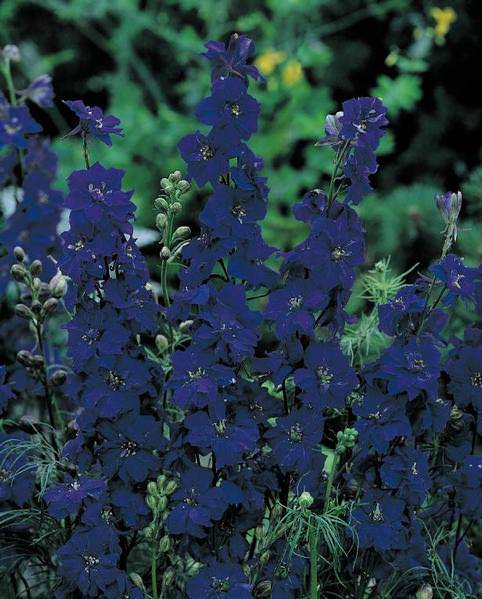 Blue Spire Giant Imperial larkspur Blue Spire Giant Imperial larspur