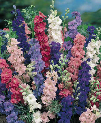 Choice Mix Giant Imperial Larkspur flowers