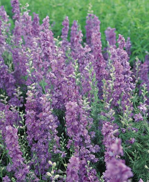 Lilac King Giant Imperial larkspur seeds