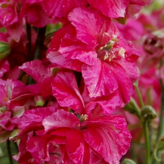 Giant Imperial Scarlet Spire larkspur seeds