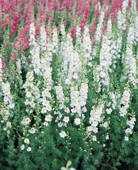 White King Giant Imperial larkspur White King Giant Imperial larkspur seeds
