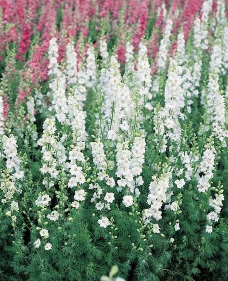 White King Giant Imperial larkspur seeds