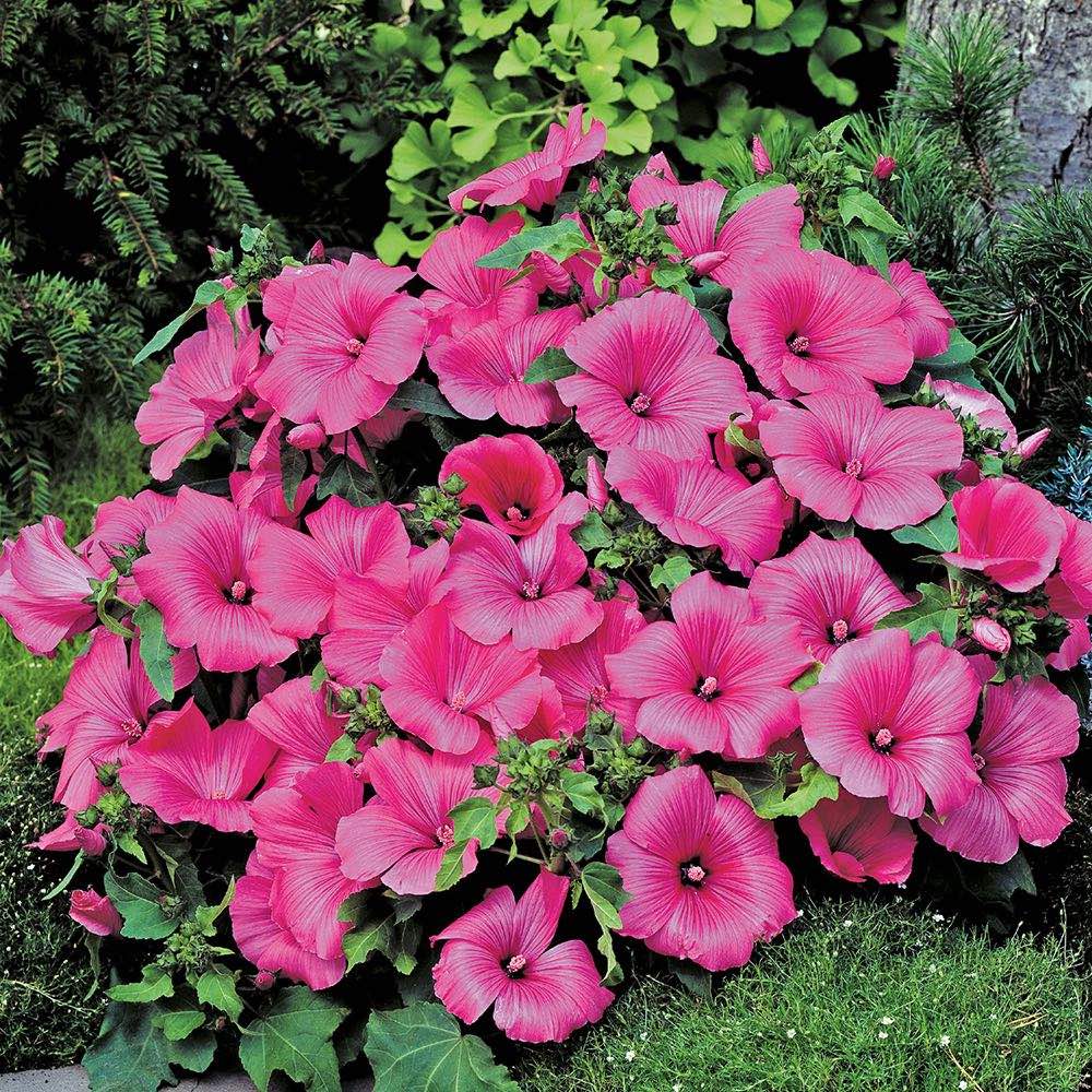 Lavatera Twins Hot Pink