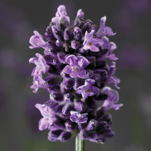 Blue Scent English lavender Lavender Blue Scent - Lavandula angustifolia