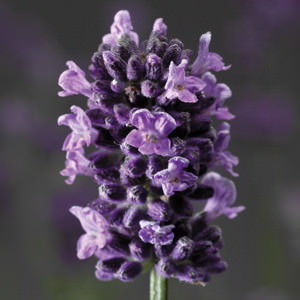 Lavender Blue Scent - Lavandula angustifolia