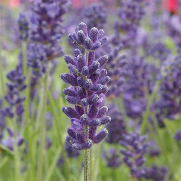 Avignon Early Blue English Lavender Lavender Avignon Early Blue - Lavandula stoechas