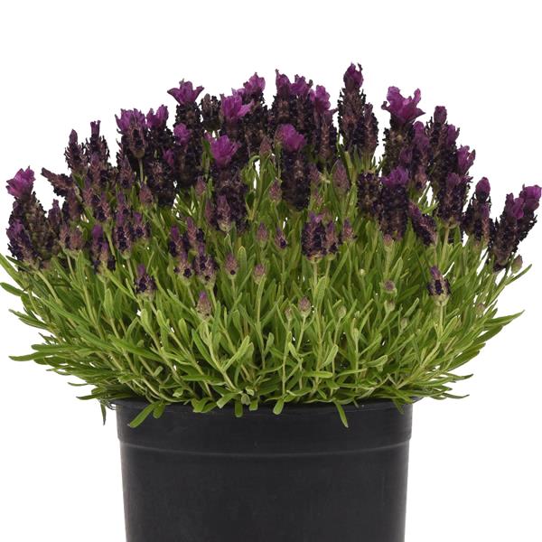 Lavender Bandera Deep Purple plant - Lavandula stoechas