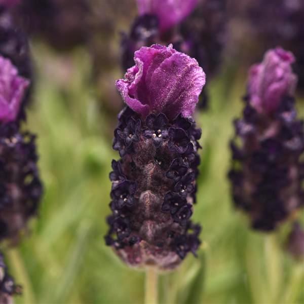 Lavender Bandera Deep Purple flower - Lavandula stoechas