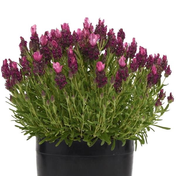 Bandera Deep Rose Spanish lavender Lavender Bandera Deep Rose plant - Lavandula stoechas