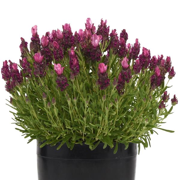 Lavender Bandera Deep Rose plant - Lavandula stoechas