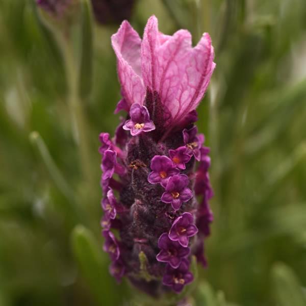 Lavender Bandera Deep Rose flower - Lavandula stoechas