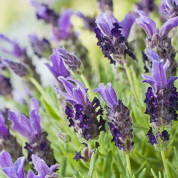 Lavender Bandera Purple - perennial flower seeds