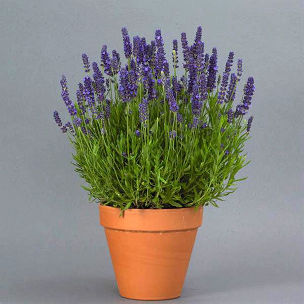 Lavender Blue Spear flowers