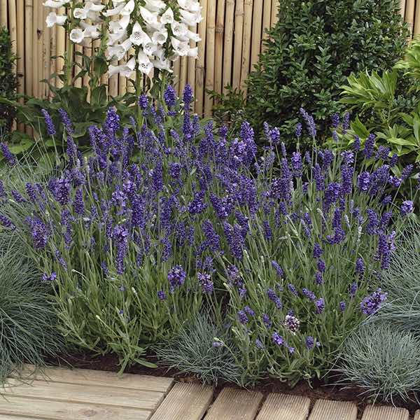 Ellegance Purple English lavender Lavender Ellegance Purple - Lavandula angustifolia
