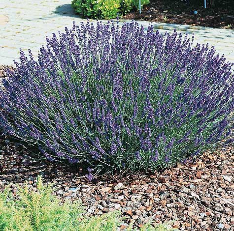 Lavender Hidcote Superior - Lavandula angustifolia