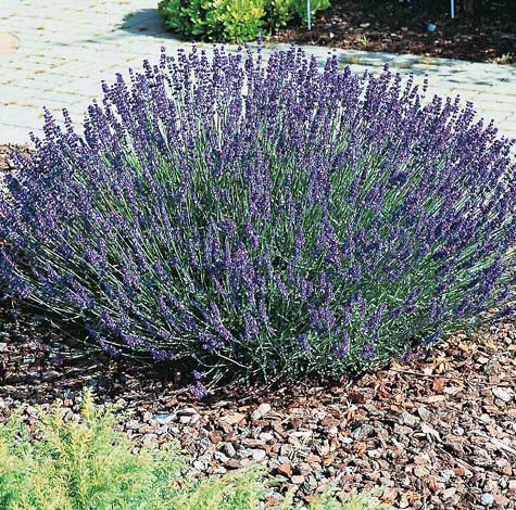 Hidcote Superior English lavender Lavender Hidcote Superior - Lavandula angustifolia