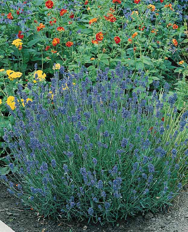 Munstead English lavender Lavender Munstead - Lavandula angustifolia
