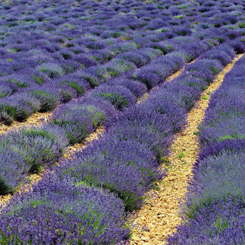 Vincenza Blue English lavender fields Lavender Vincenza Blue - Lavandula angustifolia