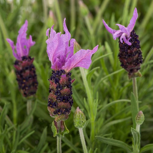 Lavender Violeta Purple XL - Lavandula stoechas