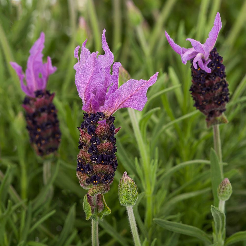 Lavender Violeta Purple XL - Lavandula stoechas