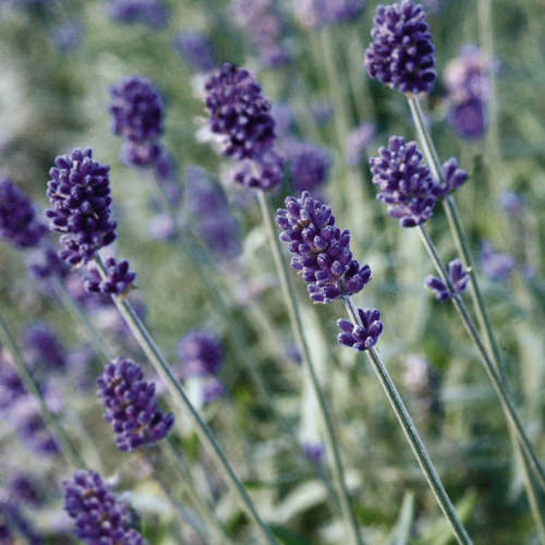 Vincenza Blue lavender flowers Lavandula angustifolia Vincenza Blue