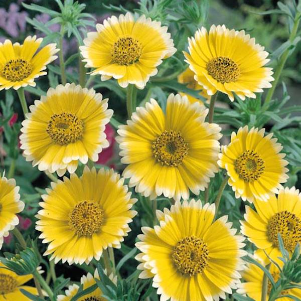 Tidy Tips Tidy Tips flowers - Layia platyglossa