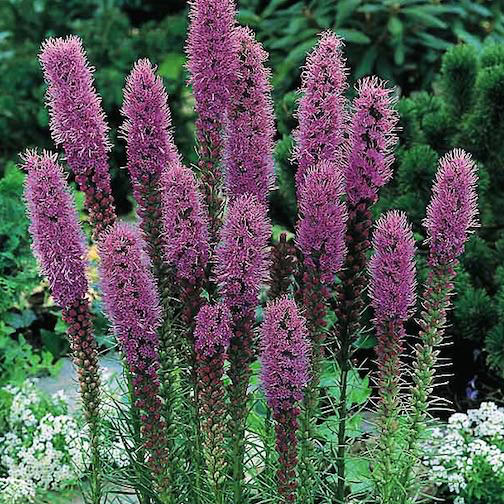 Gayfeather Floristan Violet liatris