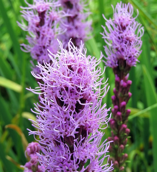 Gayfeather Seeds Blazing Star Perennial Flower Seeds