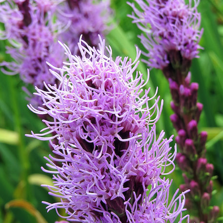 Floristan Violet gayfeather Gayfeather Floristan Violet - Liatris spicata