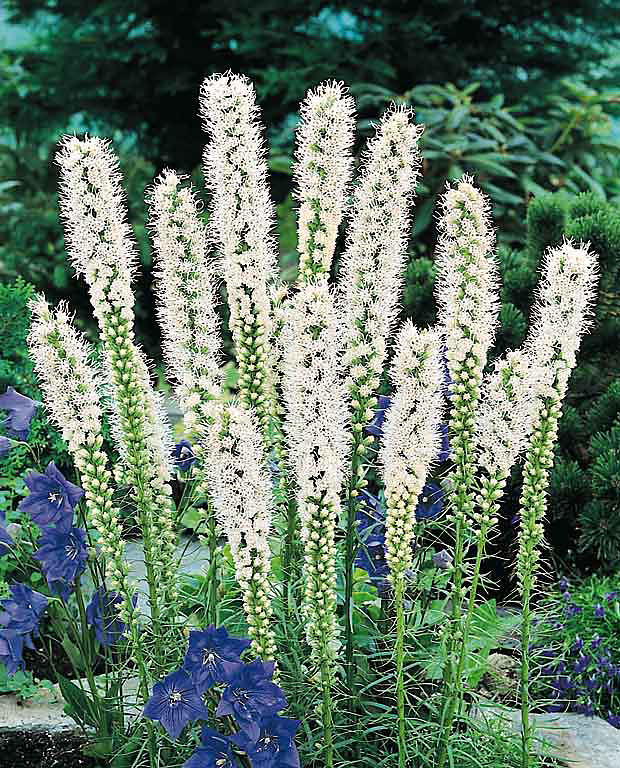 Gayfeather Floristan White - hardy perennial to zone 3 - Liatris spicata