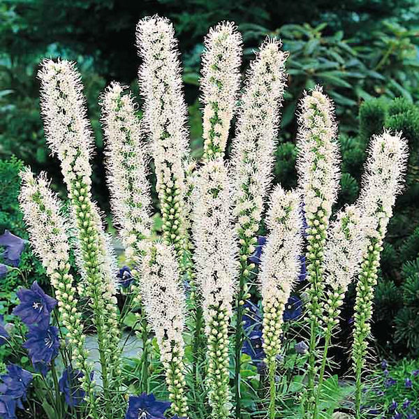 Gayfeather Floristan White - hardy perennial to zone 3 - Liatris spicata