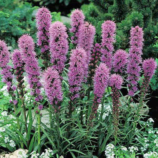 Gayfeather Goblin - hardy perennial to zone 3 - Liatris spicata