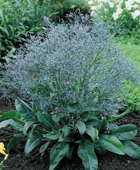 Original Package 30 Blue Sea Lavender Seeds Myosotis Sylvatica Flowers A196 