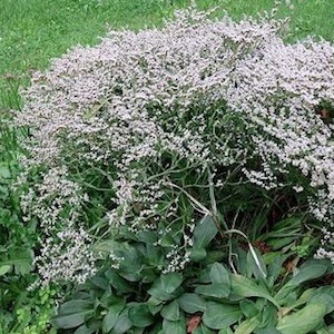 German statice German statice - Limonium dumosa