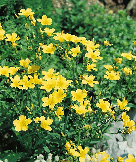 Flax Compact Golden - Linum flavum compactum