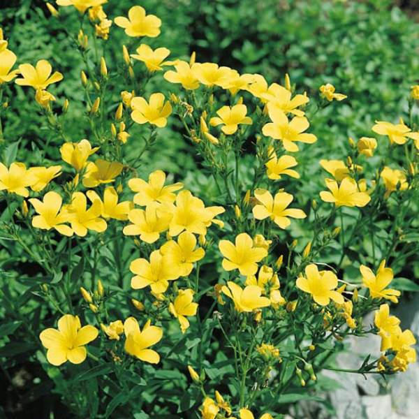 Flax Compact Golden - Linum flavum compactum