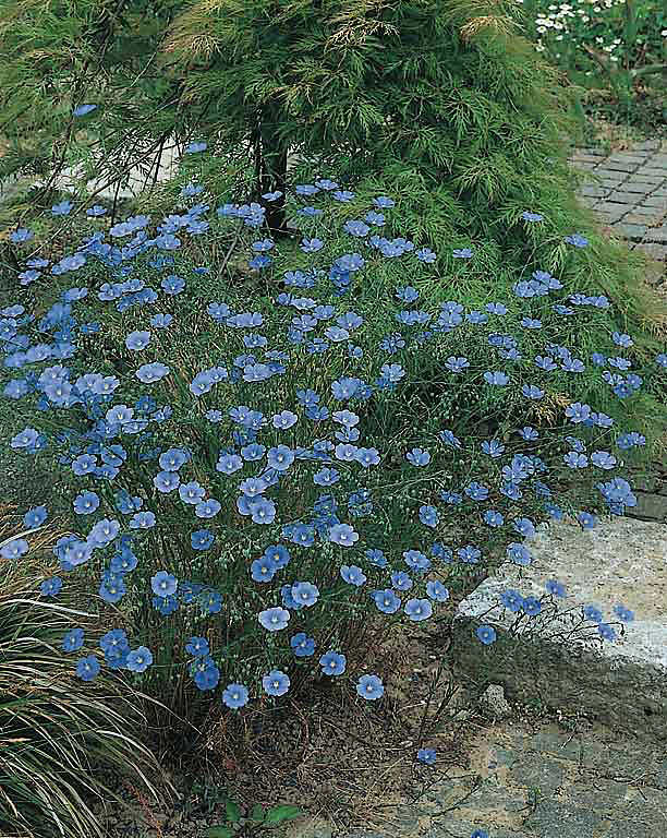 Flax Saphyr Blue - Linum perenne