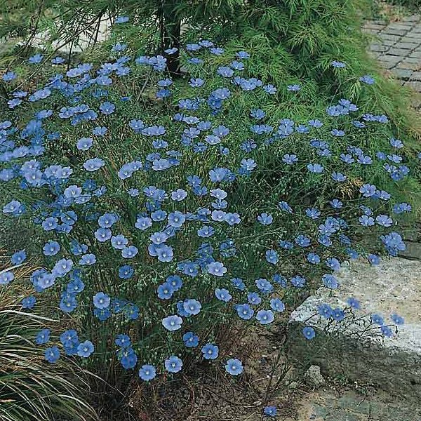 Flax Saphyr Blue - Linum perenne