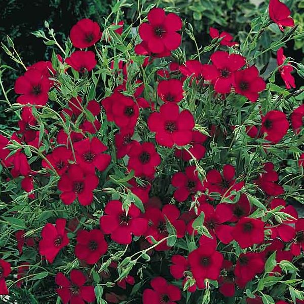 Scarlet Flax Wildflower Seeds Linum Annual Flower Seeds