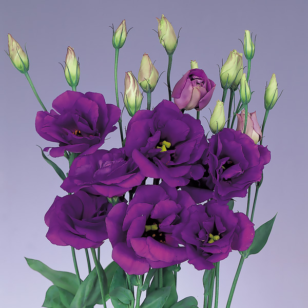 Echo Blue lisianthus seeds