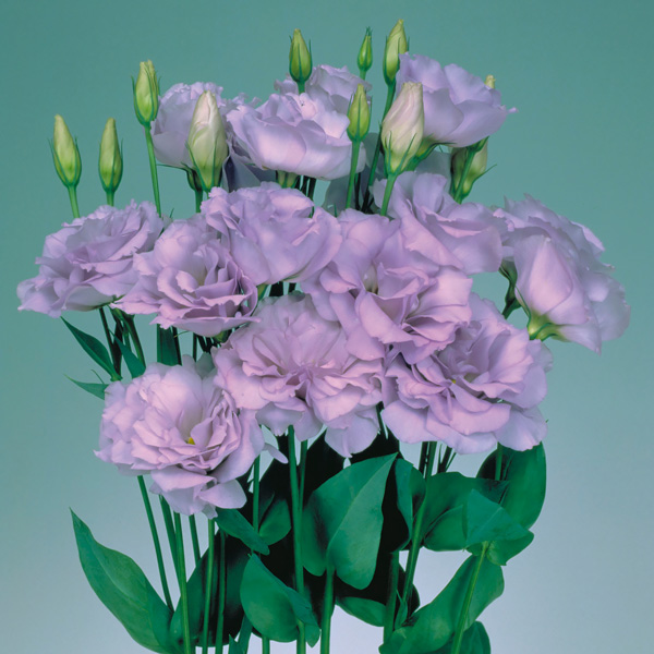 Echo Lavender lisianthus seeds