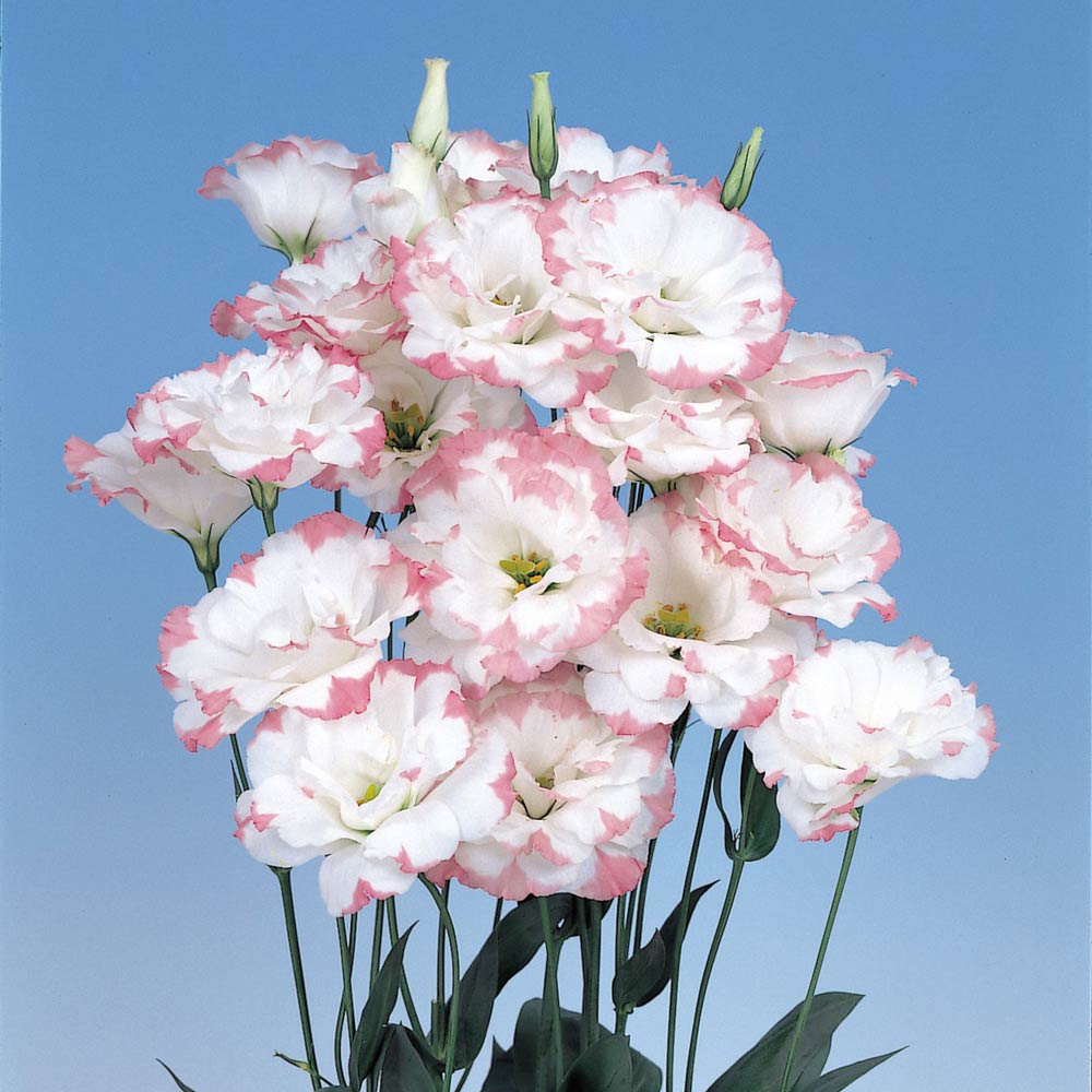 Echo Pink Picotee lisianthus seeds